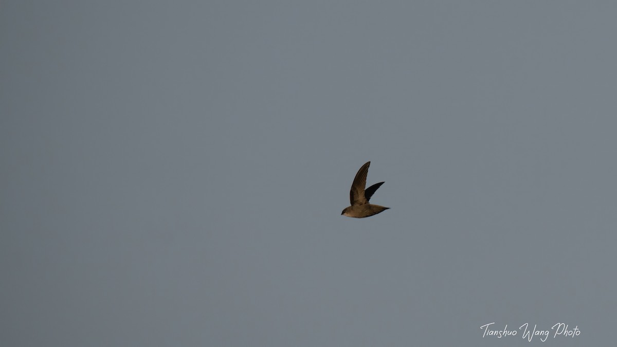 Chimney Swift - Tianshuo Wang