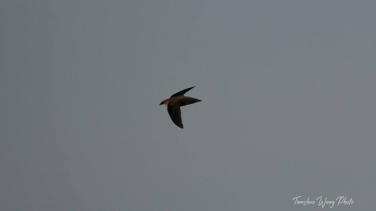 Chimney Swift - Tianshuo Wang