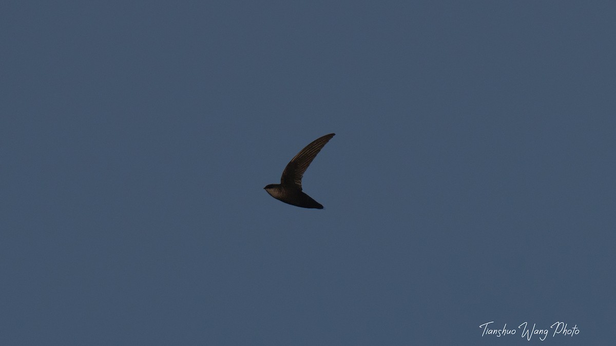 Chimney Swift - Tianshuo Wang