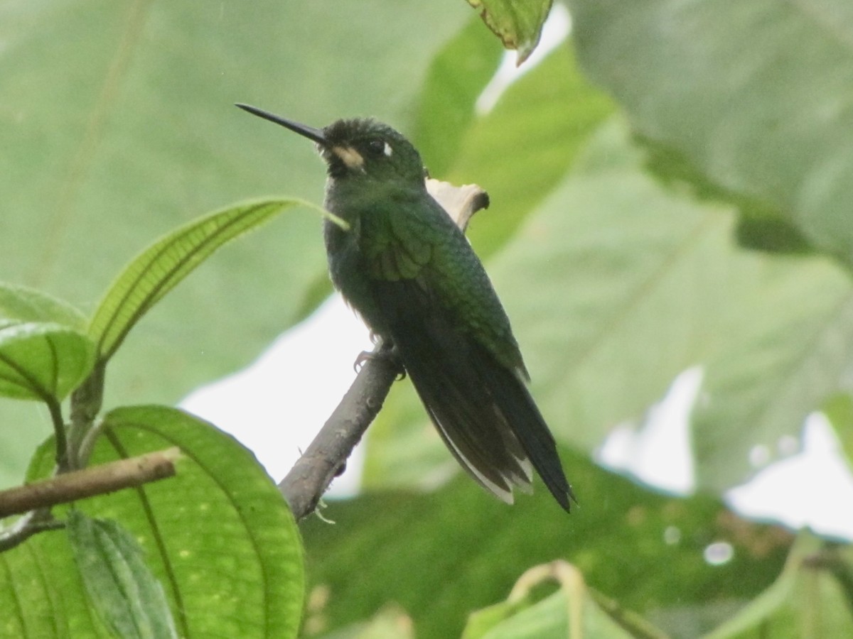 Green-crowned Brilliant - Sabrina Hepburn