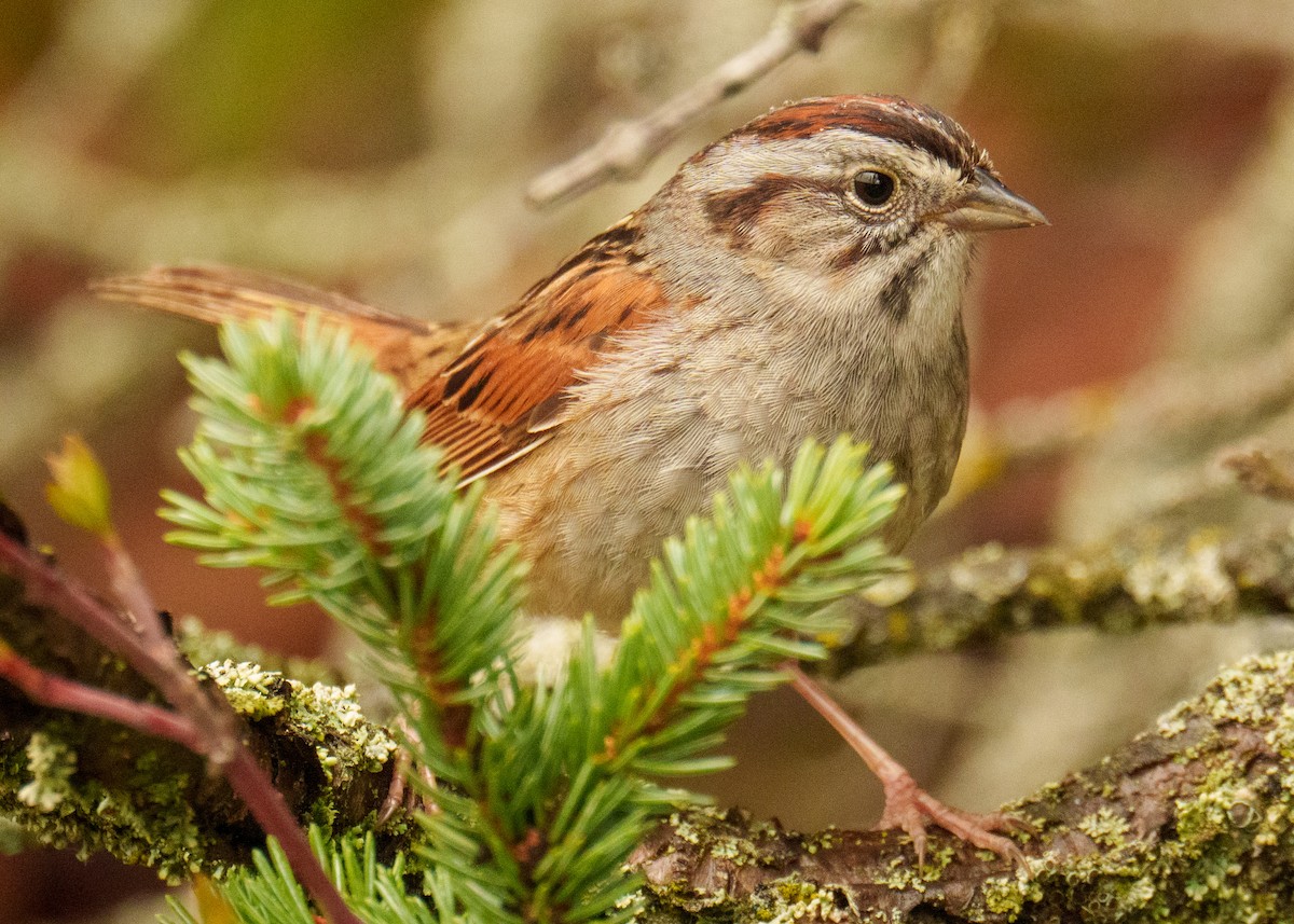 Swamp Sparrow - ML619376795