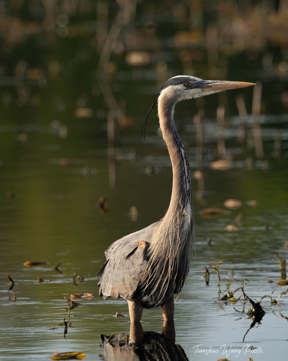 Great Blue Heron - Tianshuo Wang