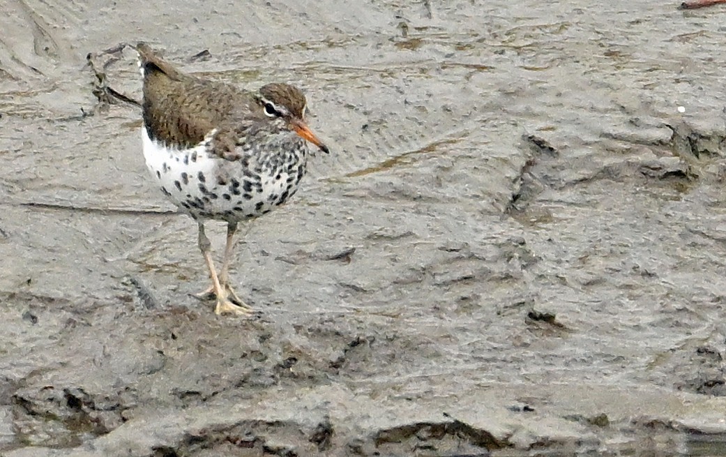Spotted Sandpiper - Wayne Oakes