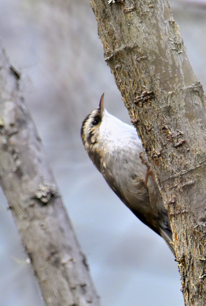 Hodgson's Treecreeper - ML619376815