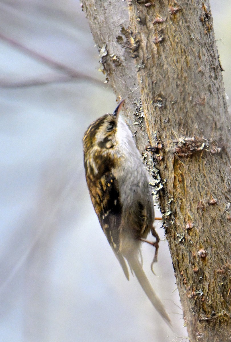 Hodgson's Treecreeper - ML619376818