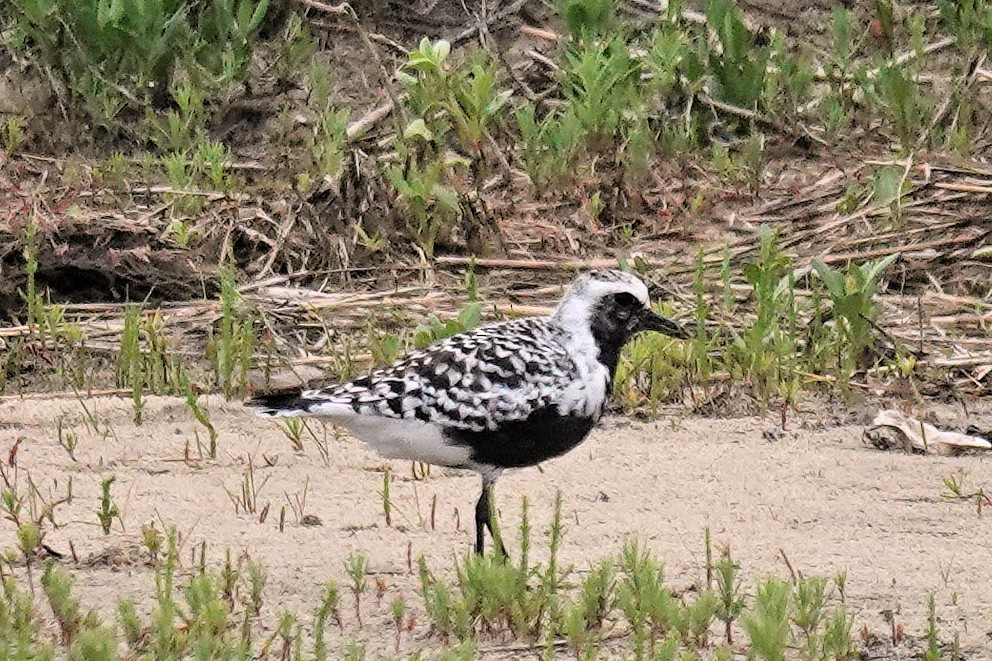 Black-bellied Plover - Alan Mitchnick