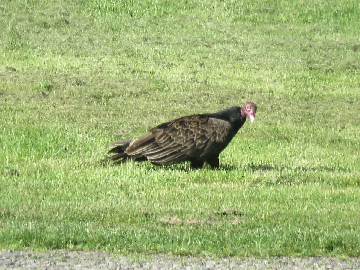 Turkey Vulture - Lisa D