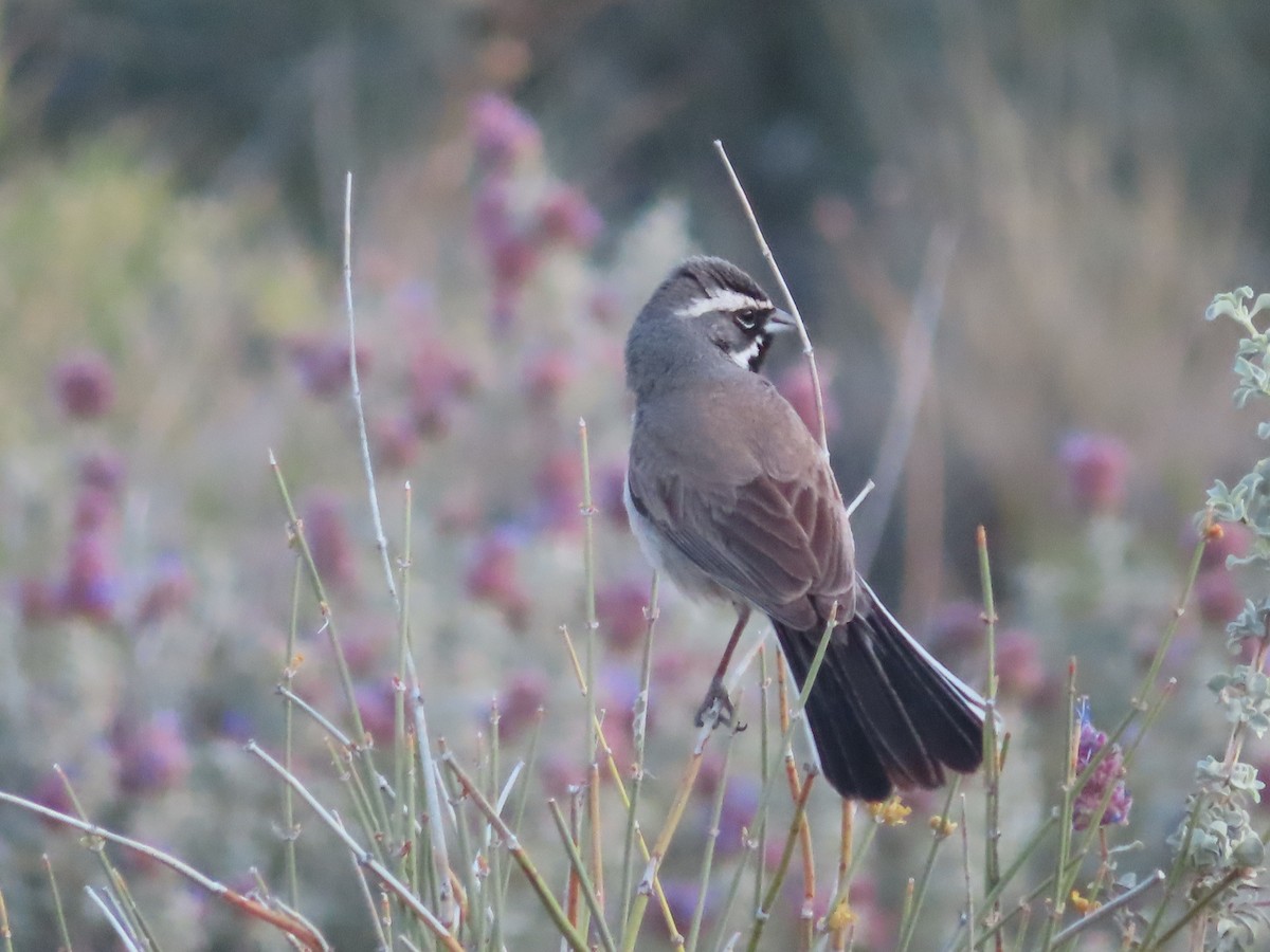 Black-throated Sparrow - Kyan Russell