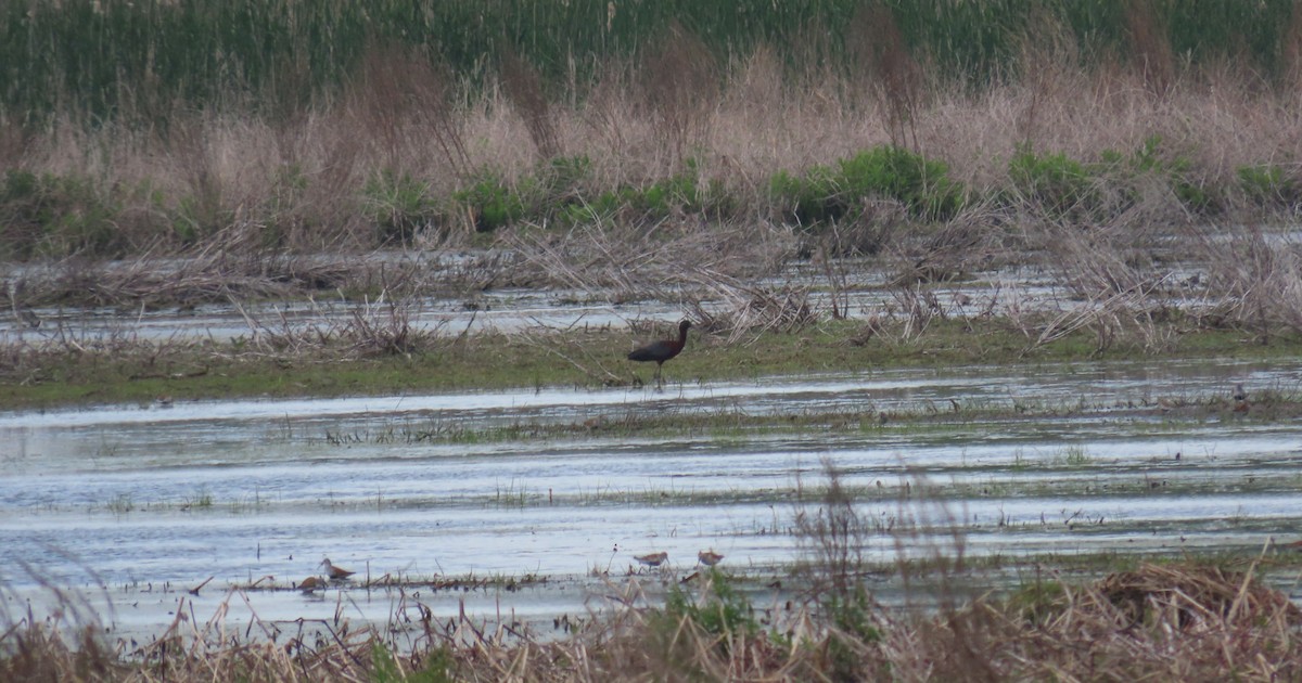 Glossy Ibis - ML619376836