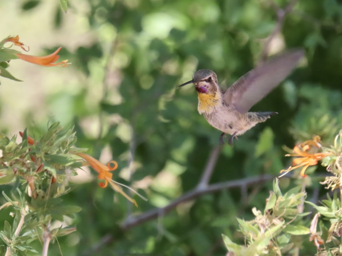 Black-chinned Hummingbird - Kyan Russell