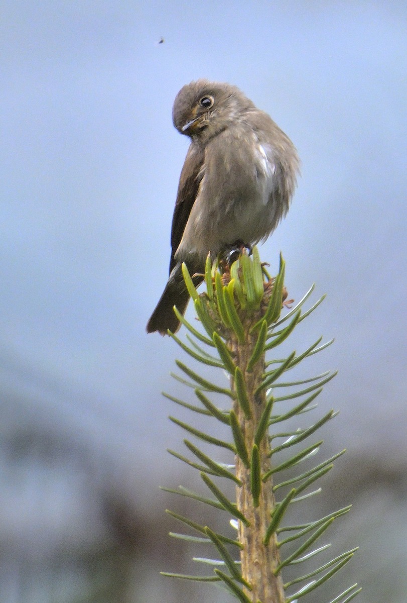 Dark-sided Flycatcher - Rajesh Gopalan