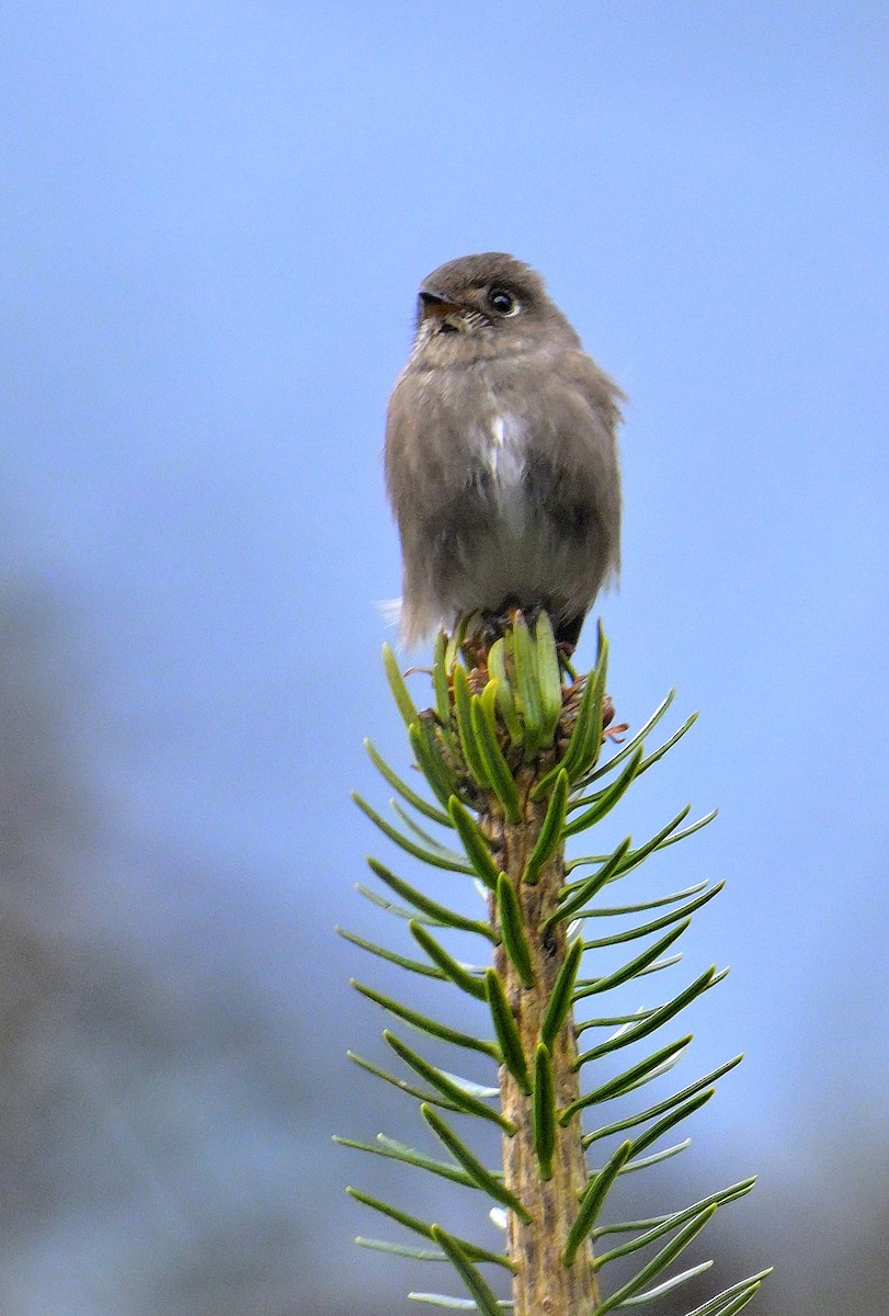 Dark-sided Flycatcher - Rajesh Gopalan