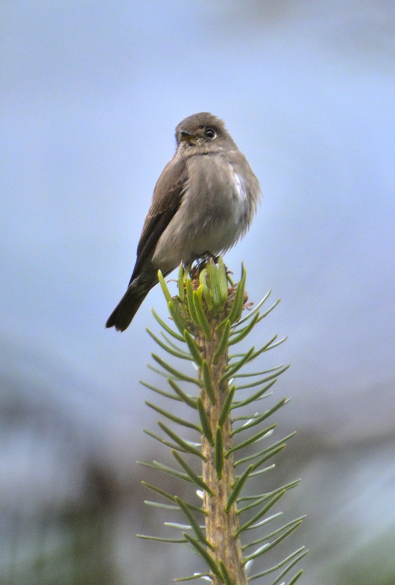 Dark-sided Flycatcher - Rajesh Gopalan