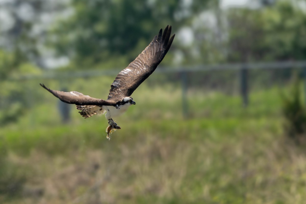 Osprey - ML619376856