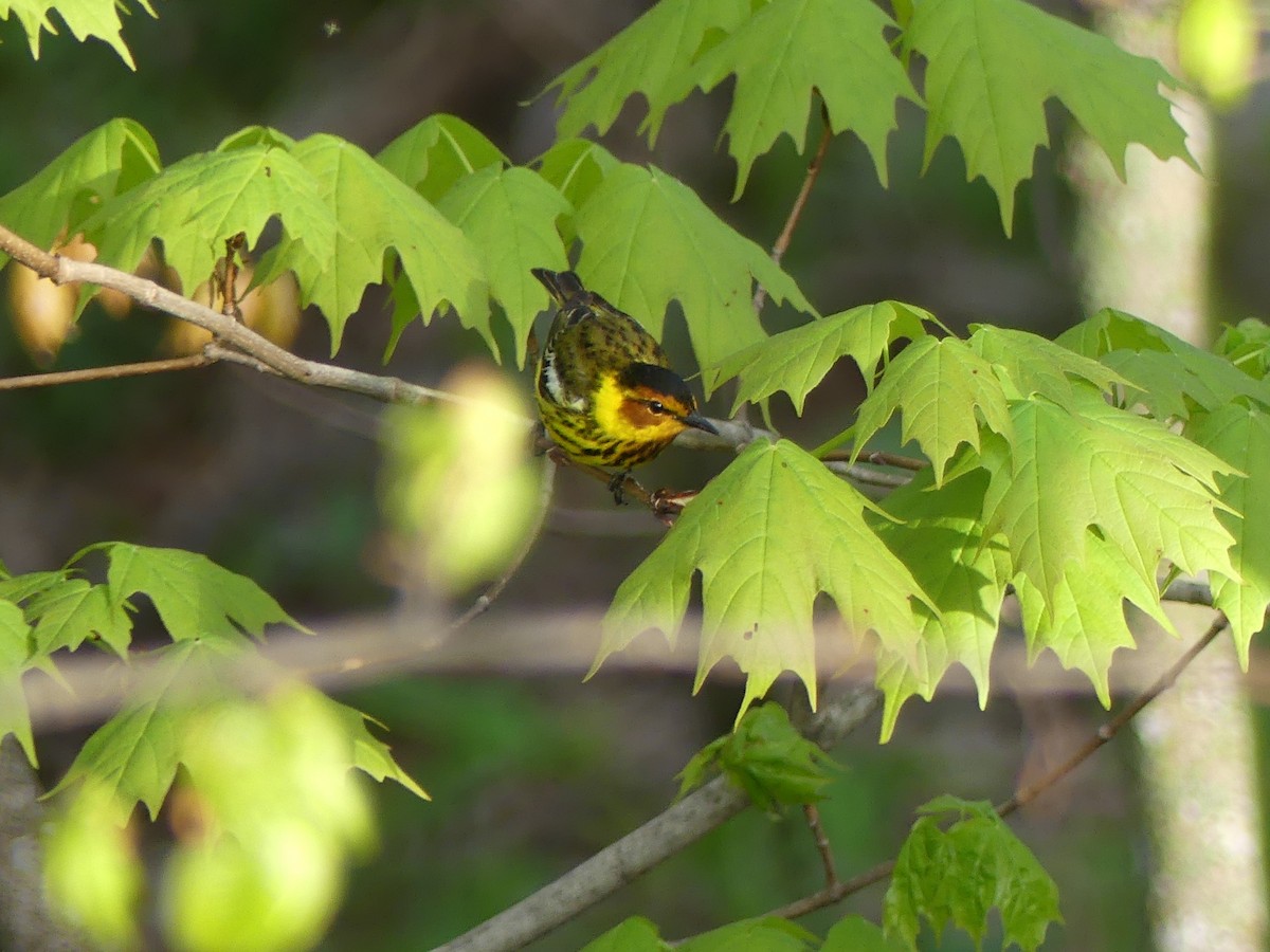 Cape May Warbler - Lachlan Ziegler