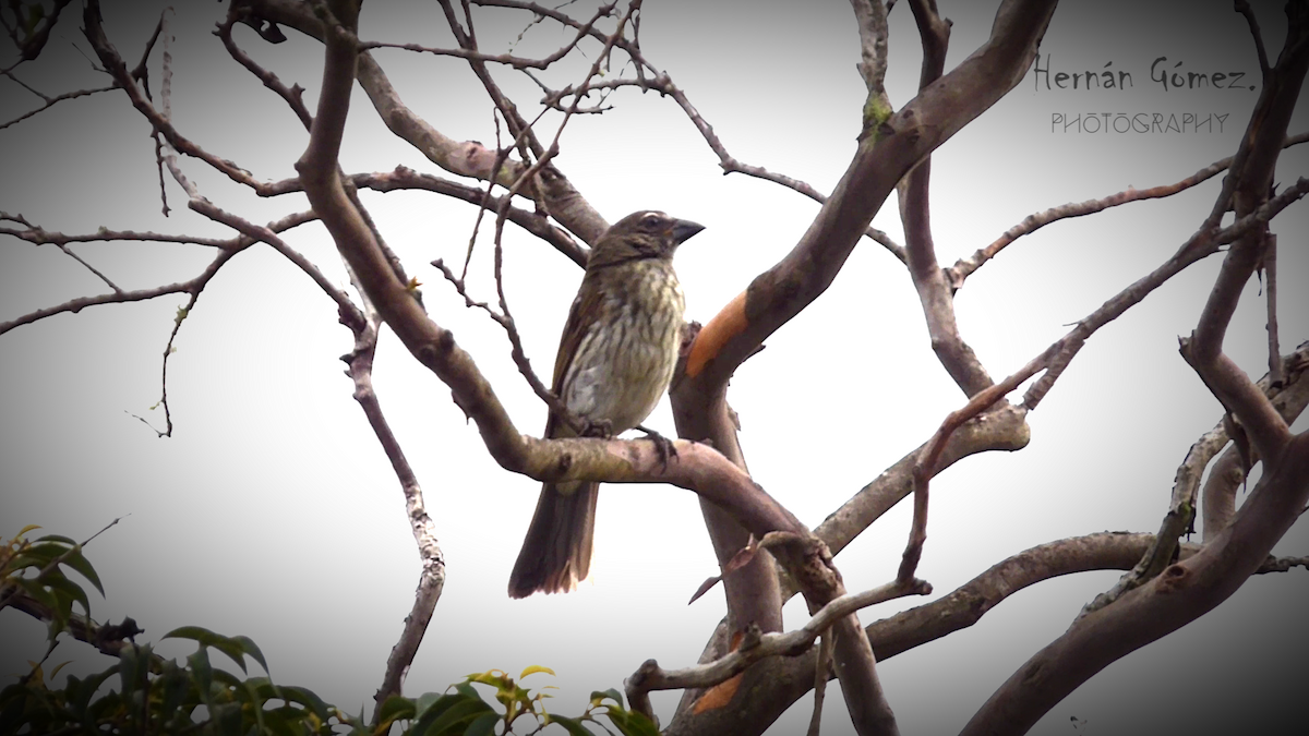 Streaked Saltator - Hernan Gomez