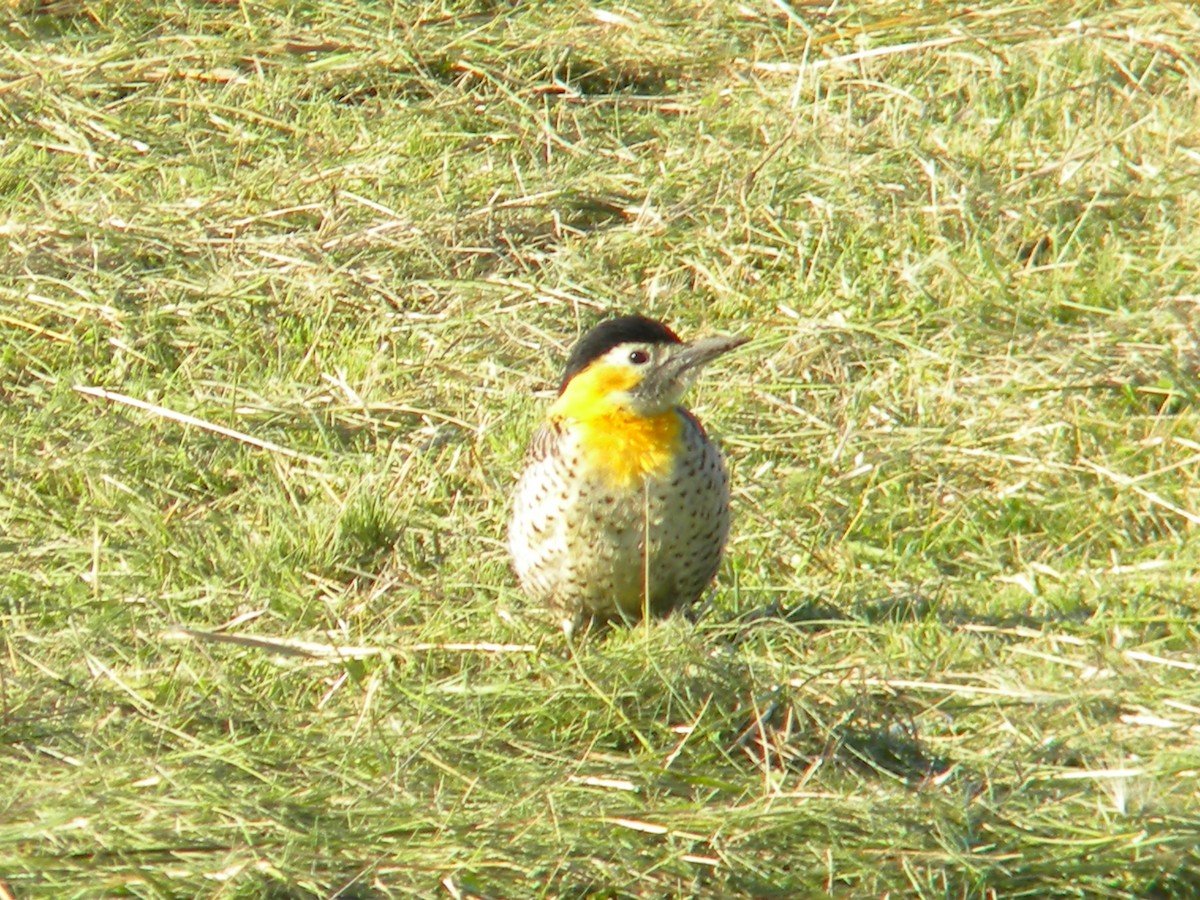 Campo Flicker - Fausto Sosa