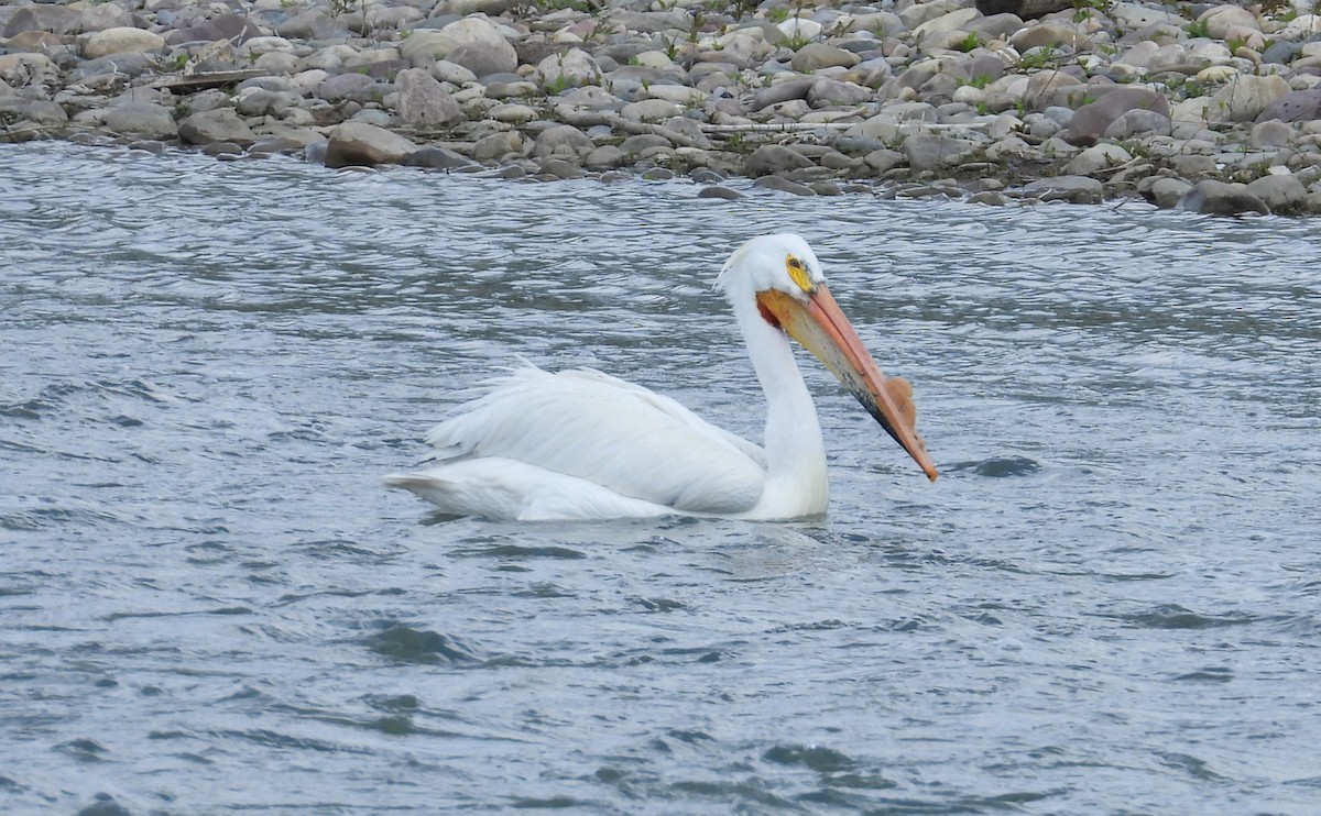 pelikán severoamerický - ML619376902