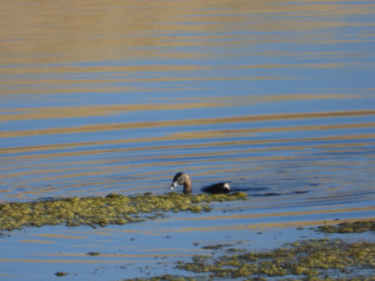 Pied-billed Grebe - ML619376911