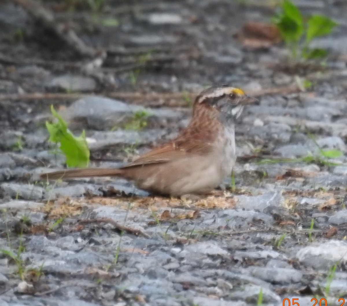 White-throated Sparrow - Ed Escalante