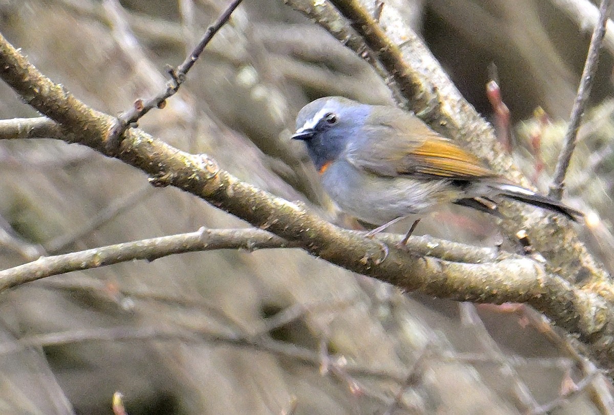 Rufous-gorgeted Flycatcher - Rajesh Gopalan