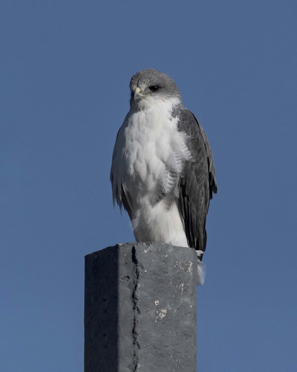 Variable Hawk - VERONICA ARAYA GARCIA