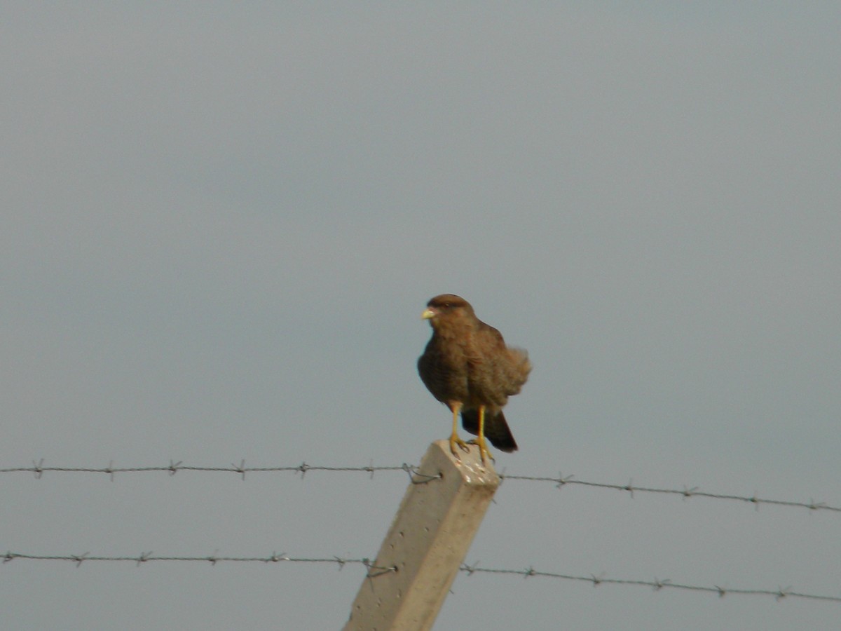 Chimango Caracara - Fausto Sosa