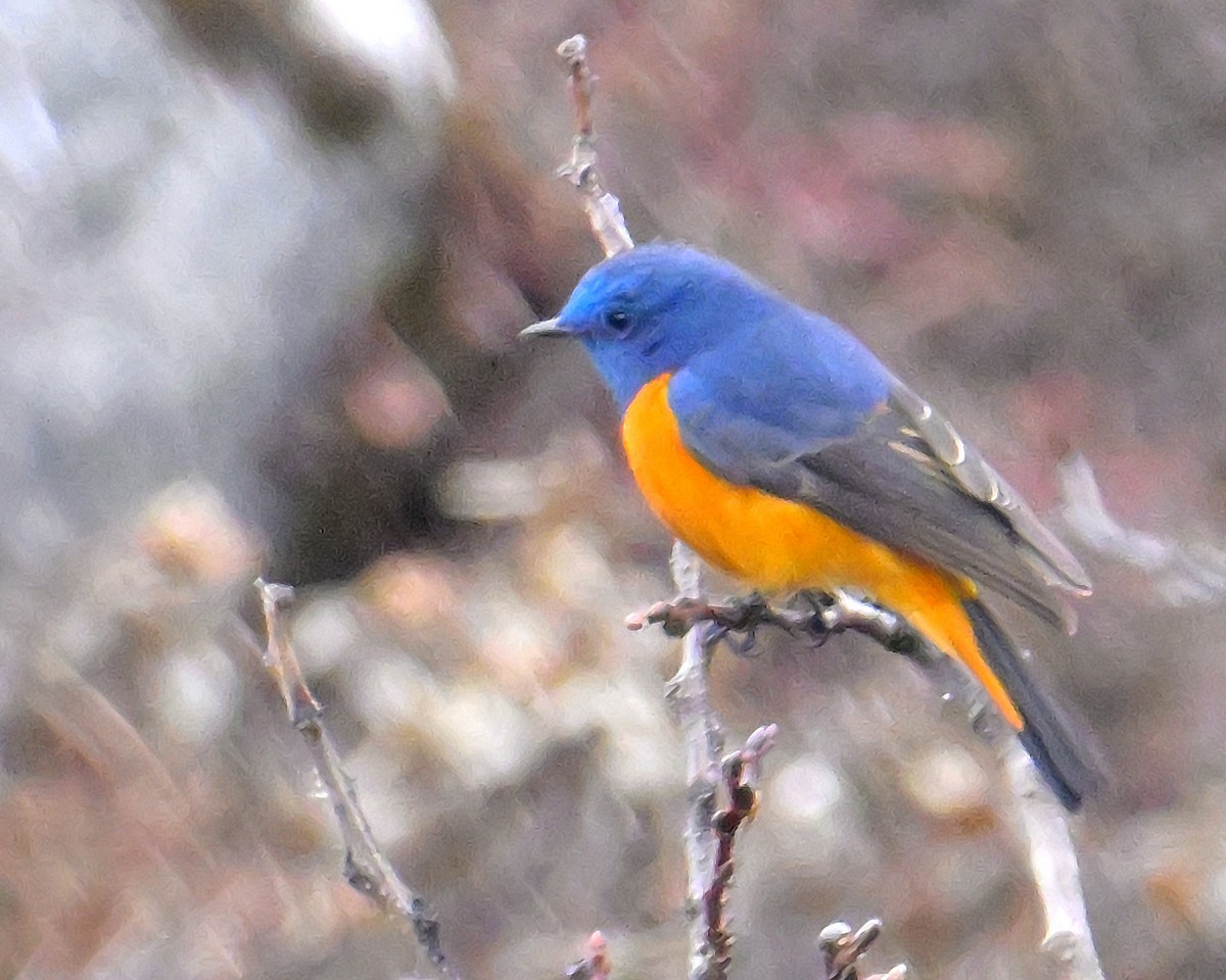 Blue-fronted Redstart - ML619376938