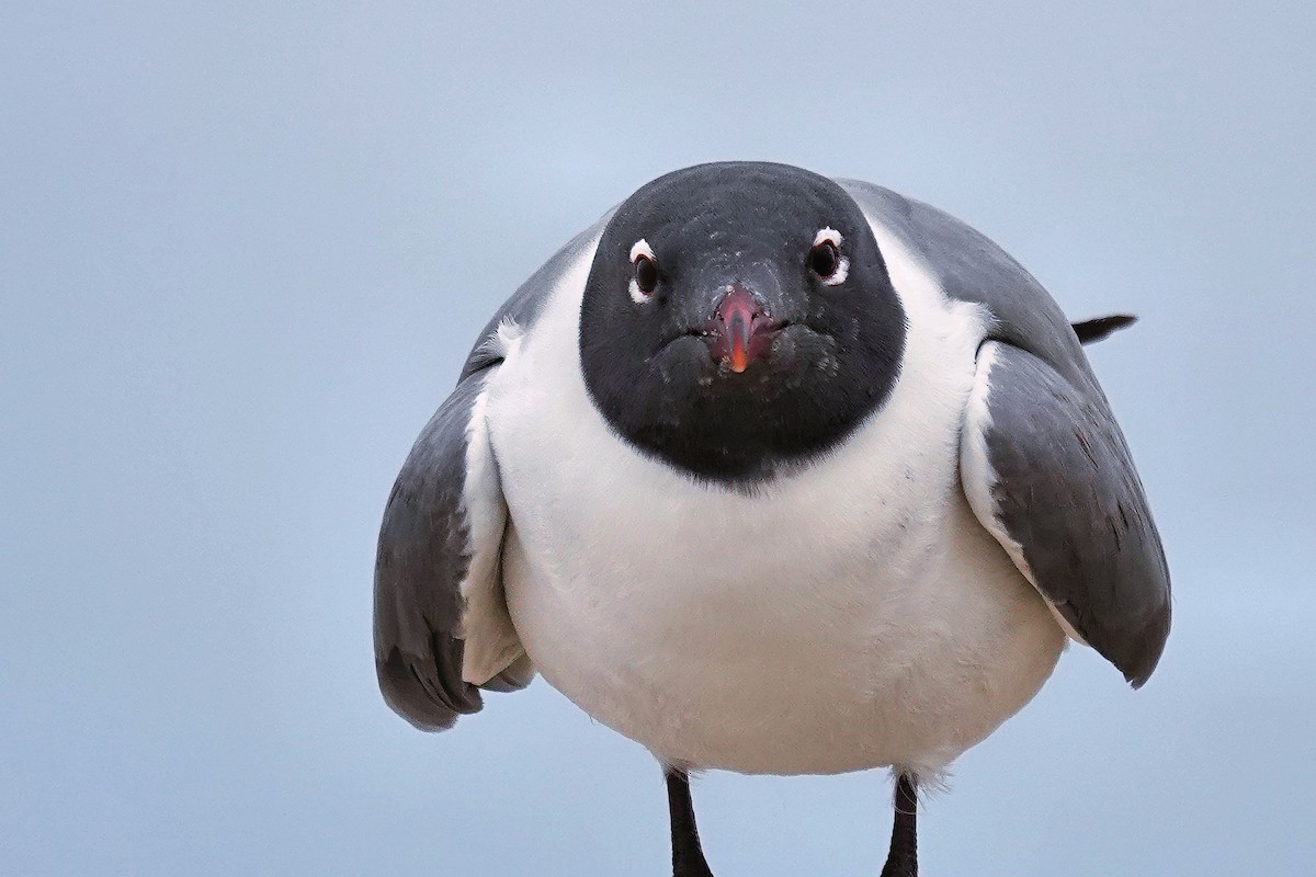 Laughing Gull - Alan Mitchnick