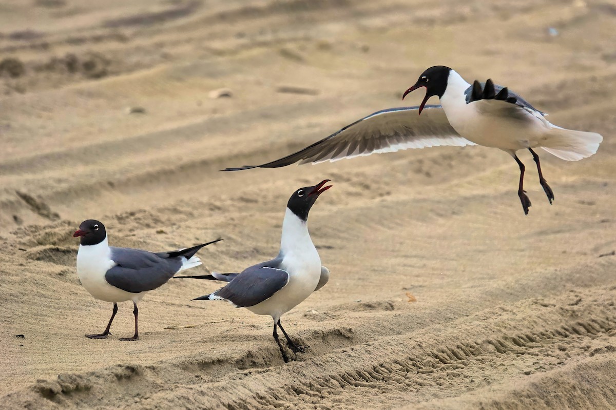 Gaviota Guanaguanare - ML619376947