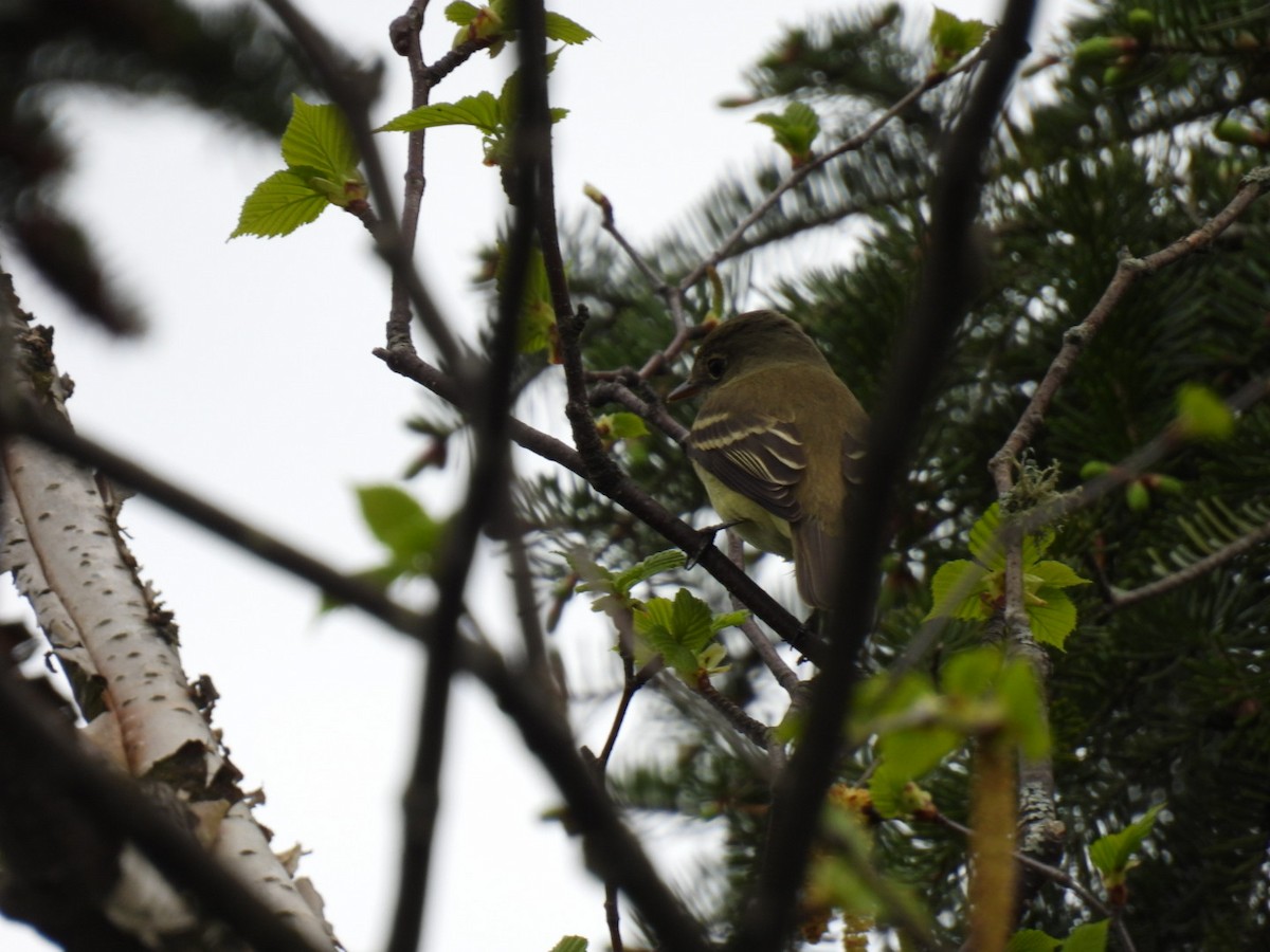 Yellow-bellied Flycatcher - Joe McGill