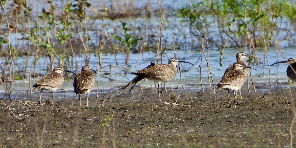 Whimbrel - Kisa Weeman