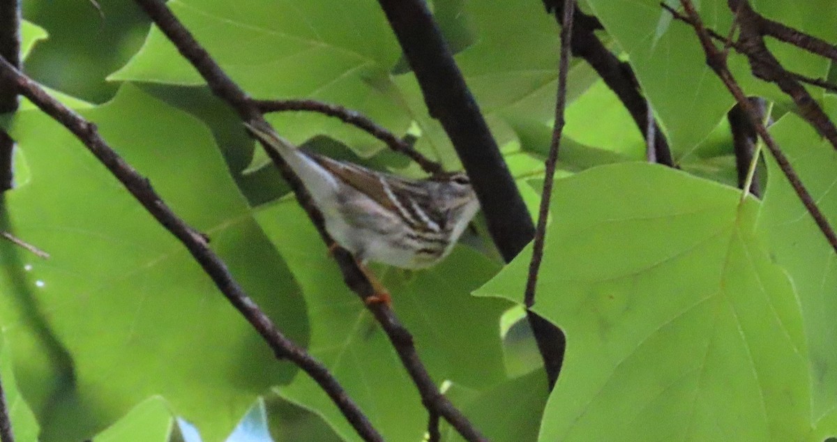 Blackpoll Warbler - David Pretzsch