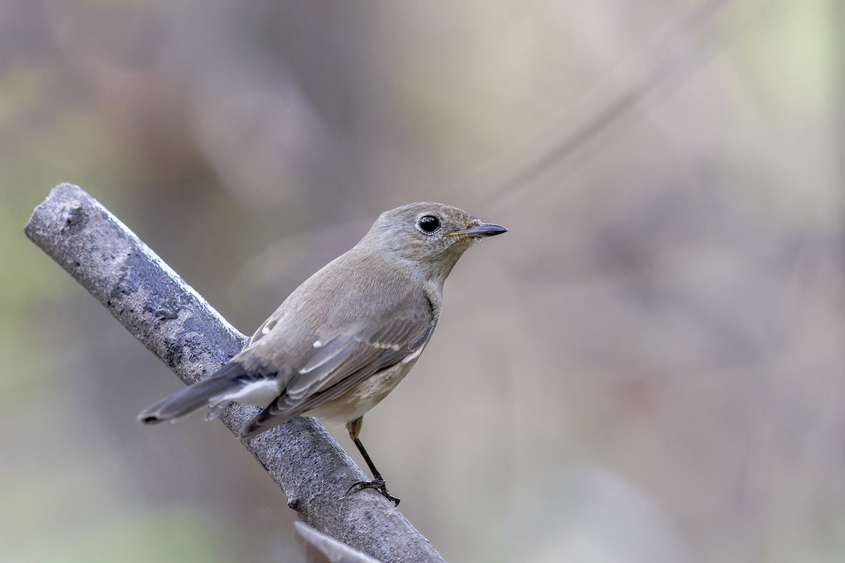 Taiga Flycatcher - Se Chea