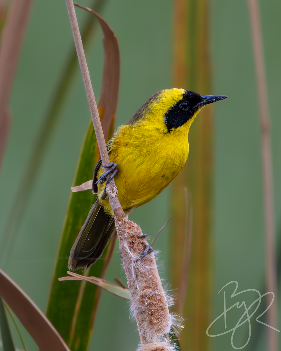 Altamira Yellowthroat - Brayan Martínez