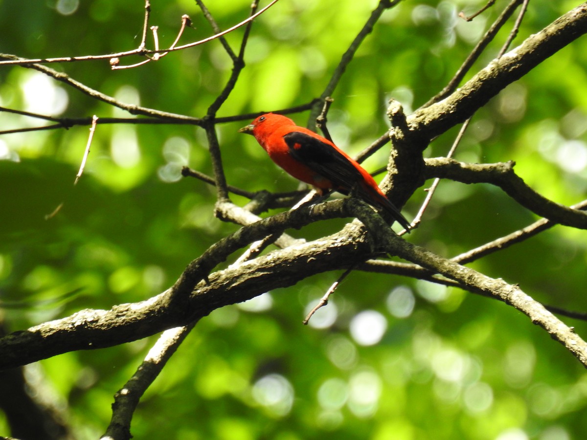 Scarlet Tanager - ML619376987