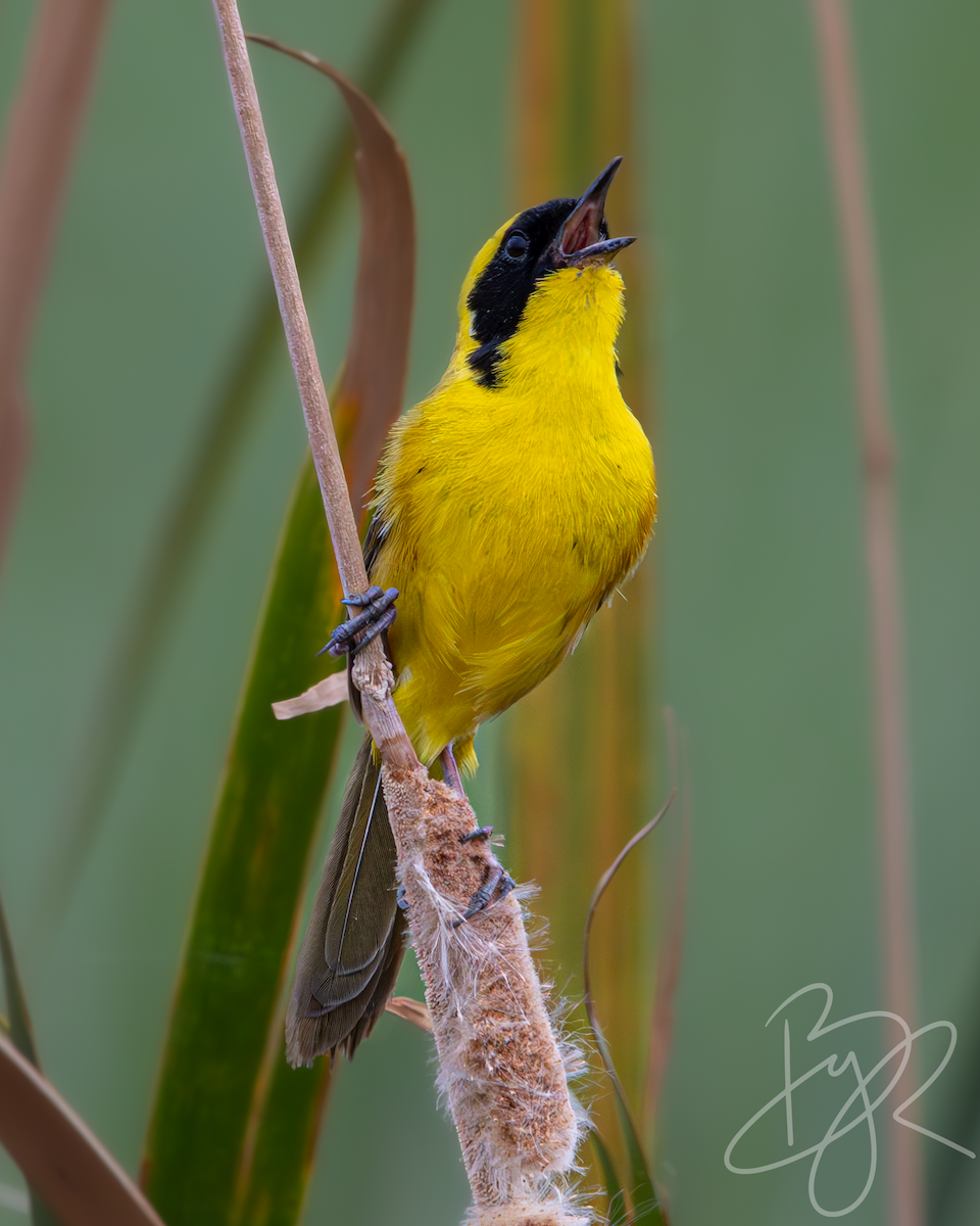 Altamira Yellowthroat - Brayan Martínez