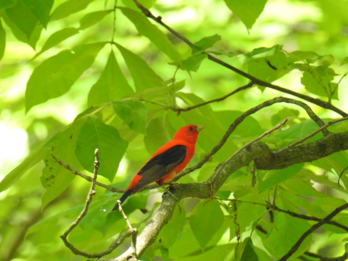 Scarlet Tanager - ML619376989