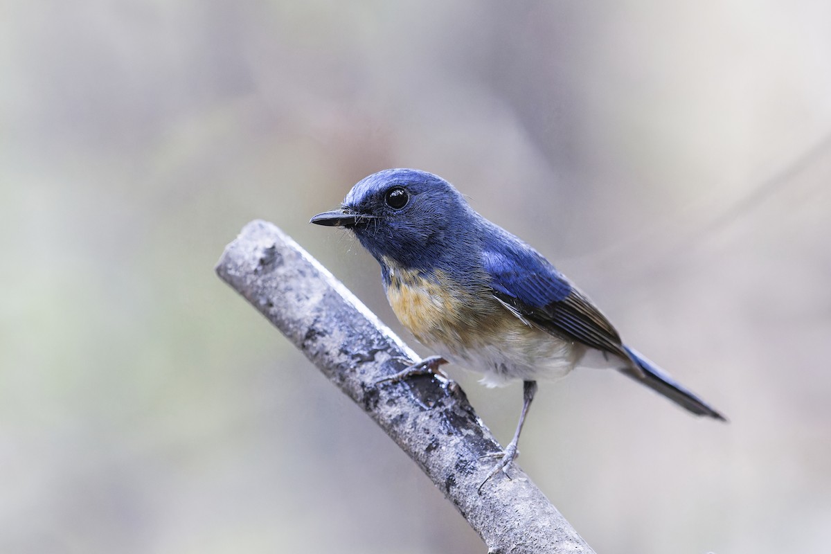 Hainan Blue Flycatcher - Se Chea