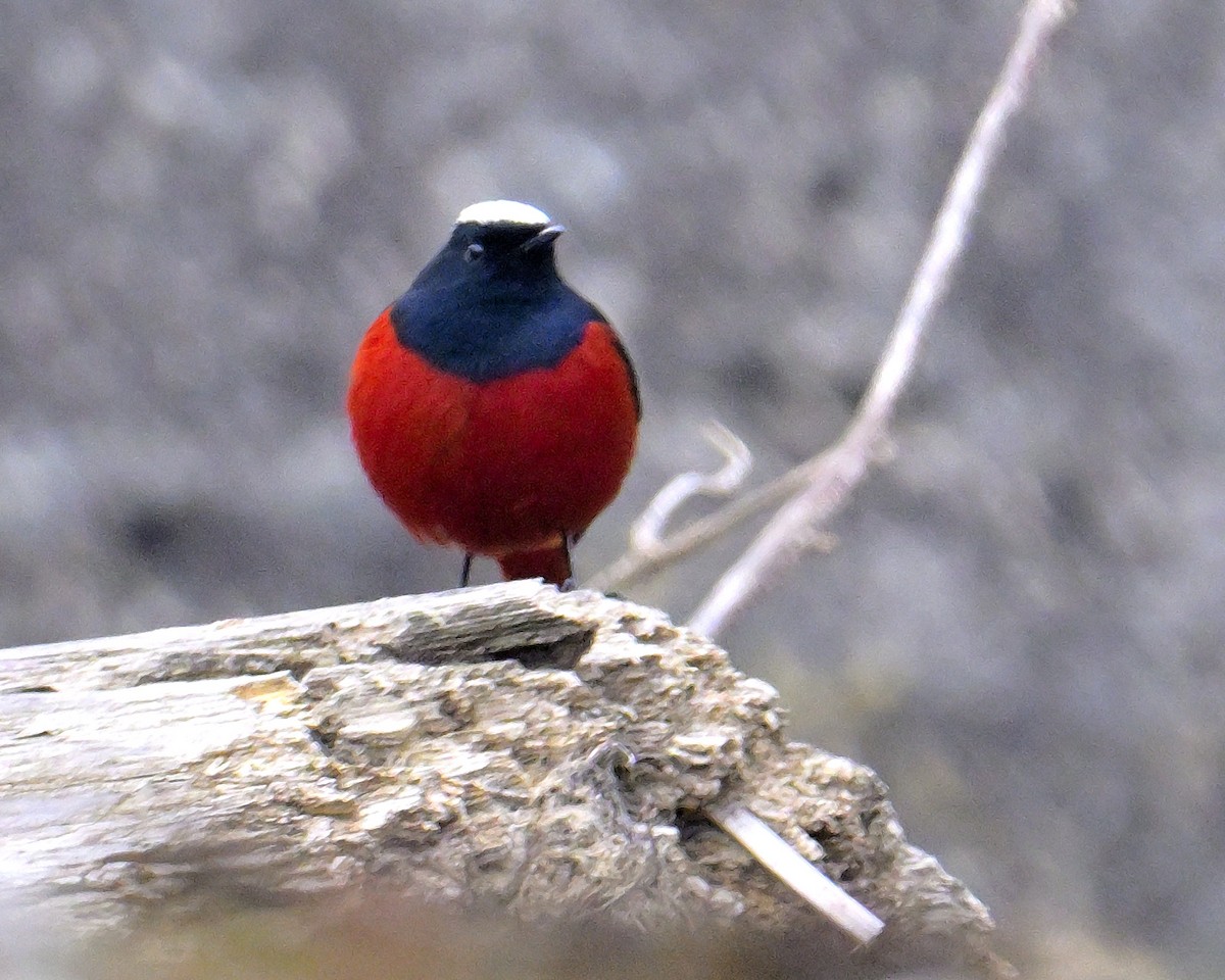 White-capped Redstart - ML619376998