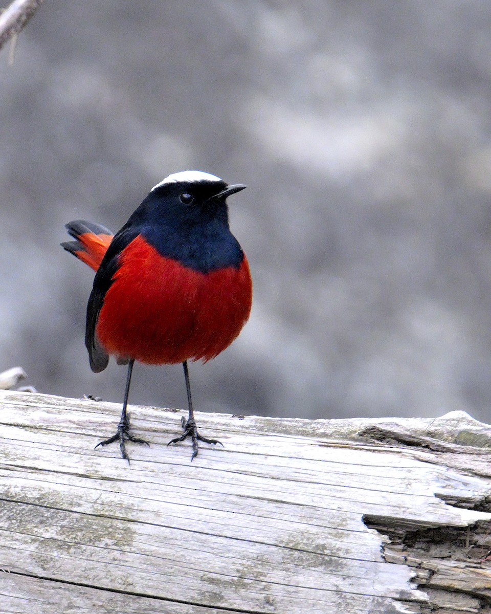 White-capped Redstart - ML619377000