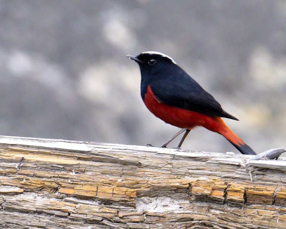 White-capped Redstart - ML619377001