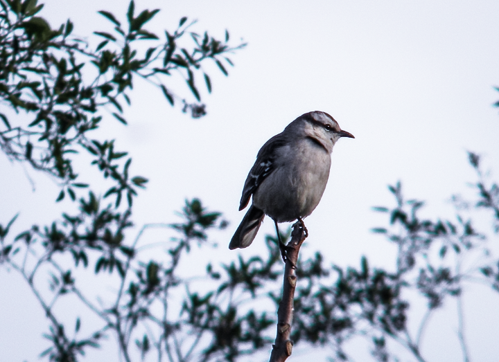 Chalk-browed Mockingbird - Fausto Sosa