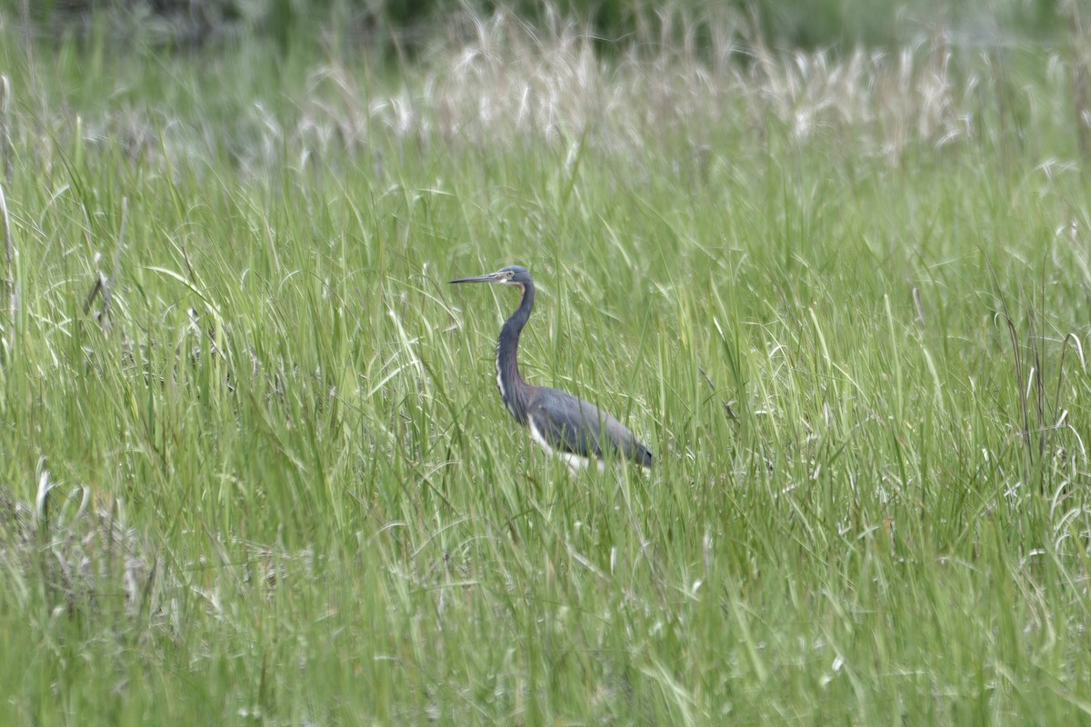 Tricolored Heron - David Mathieu