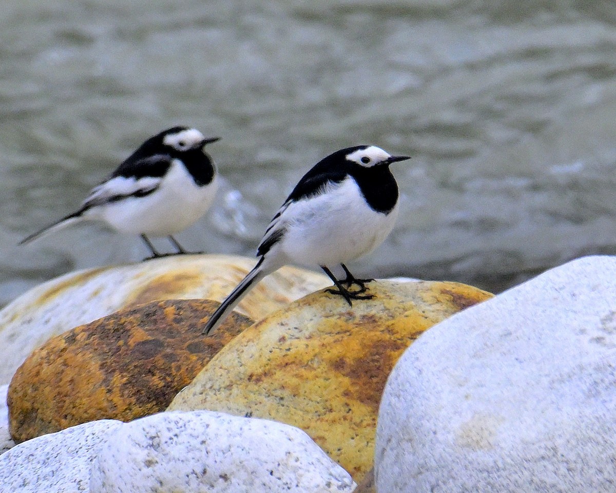 White Wagtail - Rajesh Gopalan