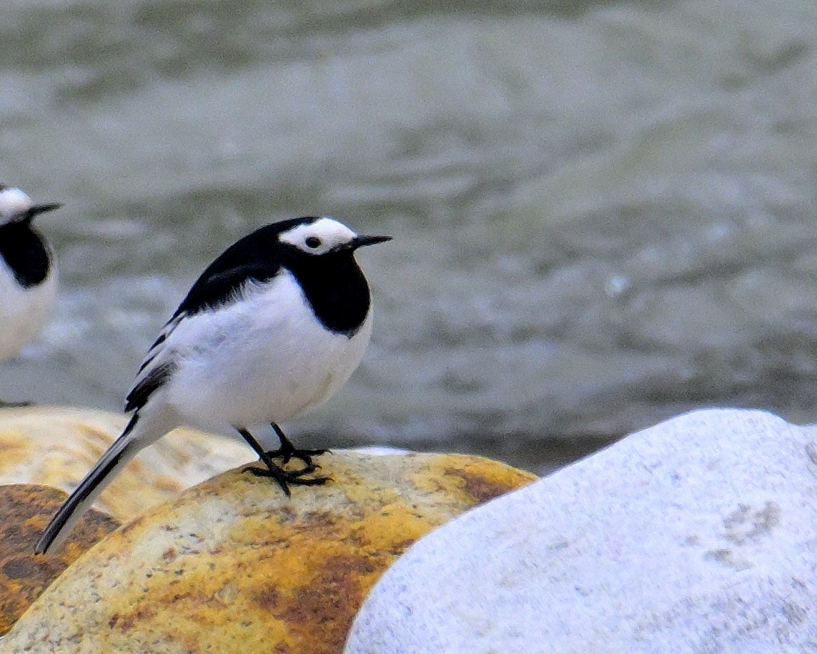 White Wagtail - Rajesh Gopalan