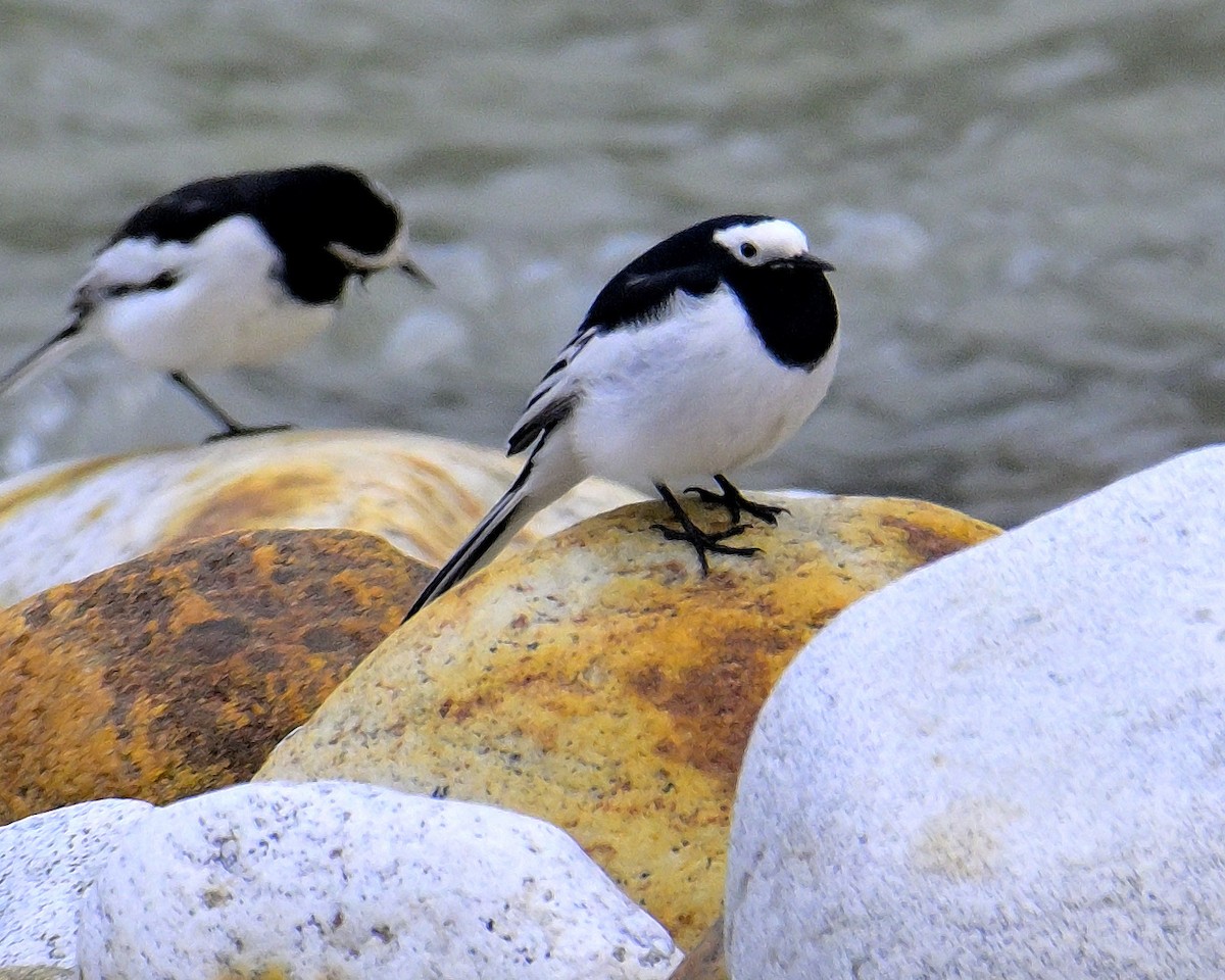 White Wagtail - Rajesh Gopalan