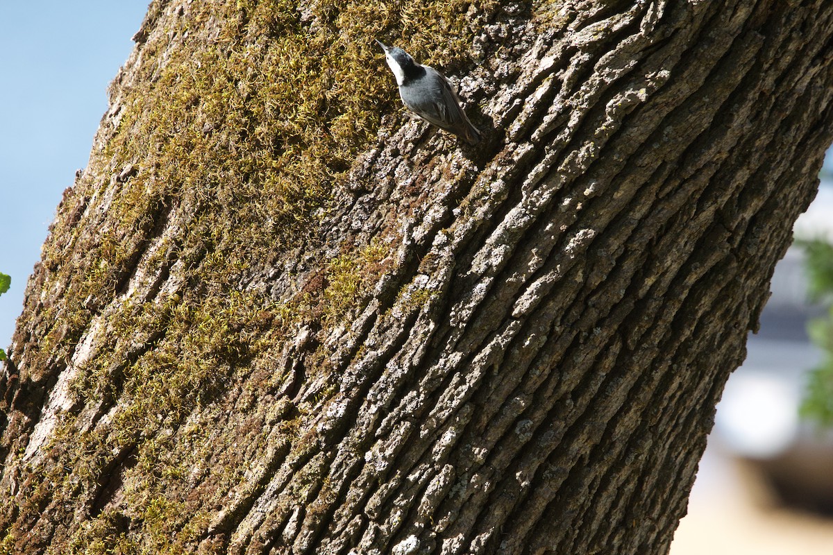 White-breasted Nuthatch - Deanna McLaughlin