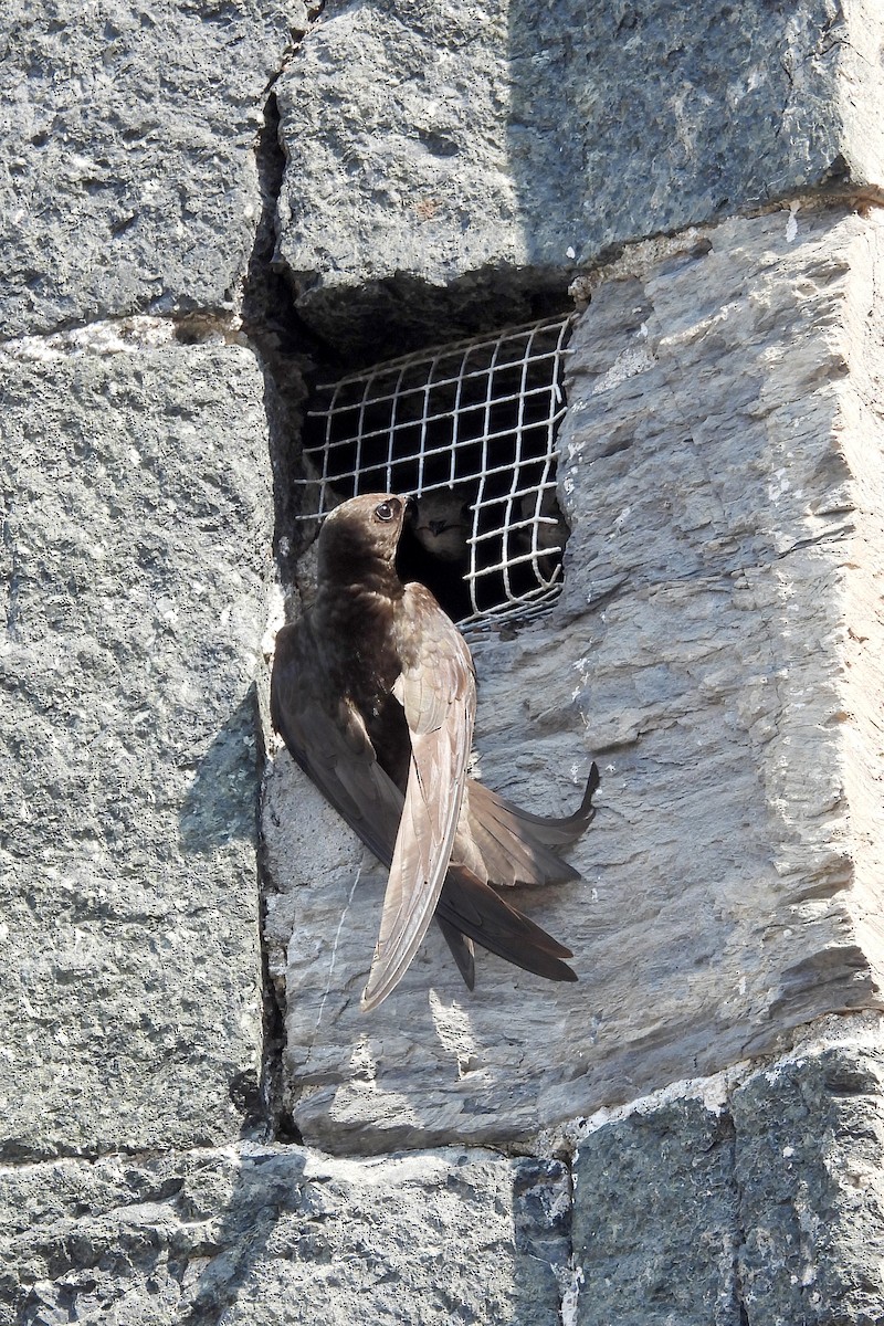 Common Swift - Nancy Buis