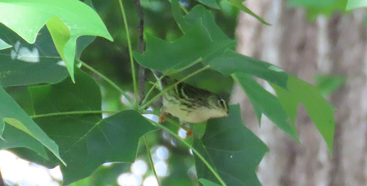 Blackpoll Warbler - David Pretzsch